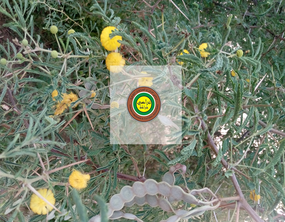 عن شركة تراضي